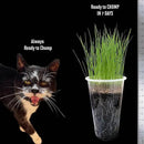 Cat Grass Seeds – Smooth Tasty Ryegrass – Grows 100 Pots of Fresh Cat Grass for Indoor Cats & Kittens – Easy & Fast – Bulk Rescuer's Pack Grows 1,250 Square inches of Edible cat Grass Vitamunch by GreenHaven Gardens