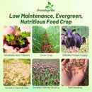 Outsidepride Crimson Clover Seeds - 2 lbs. Annual, Nitrocoated, & Inoculated Ground Cover Seeds, Ideal Clover Seed for Lawn, Cover Crop, Pasture, Hay, Green Manure & Wildlife Forage by GreenHaven Gardens
