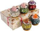 Cute Ceramic Succulent Garden Pots, Planter with Drainage and Attached Saucer, Set of 5 - Plants Not Included (Fambe) by GreenHaven Gardens