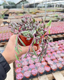 Live Succulents Othonna Capensis Ruby Necklace (4-inch), Succulent Plants Fully Rooted in Pots with Soil, Easy-Care House Plant for DIY, Home Office Decor, Wedding Party Favor by GreenHaven Gardens