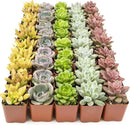 Live Succulents Plants Live Bulk Plant Tray (50 Pack), Bulk Succulents Live Indoor Plants Live Houseplants, Live Plants in Cactus and Succulent Soil Mix, Live Plant Kit Plant Gifts by Plants for Pets by GreenHaven Gardens