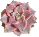 FWPP Live Succulents Plants Graptopetalum Purple Delight 2.5 inches,Rare Purple Succulents Bare Root Without Pot Soil, Live Plants Indoor Office Decoration Wedding and Gift by GreenHaven Gardens