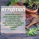 5 Bonsai Tree Kit Complete Plant Growing Tools, Grow in Pot Indoor Bonsai Tree Starter Kit, Great Home Gardening Potted Plants DIY Gift for Adults by GreenHaven Gardens