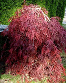 Red Dragon Weeping Japanese Maple - 3 Year Live Plant by GreenHaven Gardens