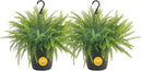 Costa Farms Ferns (2 Pack), Live Premium Boston Fern Plants in Hanging Basket Planters, Houseplants Potted in Soil Potting Mix, Outdoor Garden Gift, Beautiful Home Patio Décor, 16-Inches Tall by GreenHaven Gardens