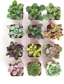 Shop Succulents Unique Succulent Plant Pack Collection - Live Mini Succulent Plants, Low Maintenance, Exceptional Colors & Textures - Wedding and Party Favors, Gift & Garden, Pack of 12 by GreenHaven Gardens