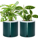 D'vine Dev 6 Inch Design Self Watering Planter for Indoor Plants, White Terracotta Pot with Teal Cylinder Glass Cup, Set of 2, 37-Y-B-5 by GreenHaven Gardens