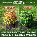 Organic Sea Kelp Fertilizer for Plants – Water-Soluble – Makes 100 Gallons – Kelp Meal Concentrate Plant Food – for Indoor Gardens, Hydroponics, Vegetables, Houseplants - Smart Grower - 4oz Bag by GreenHaven Gardens