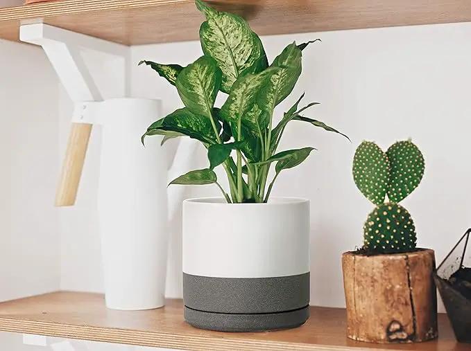 D'vine Dev Set of 2 Plants Pots, 8 Inch Ceramic Planter Pot for Plants with Drainage Hole and Saucer, White/Speckled Grey, 94-V-D-6, photo 5 of 7
