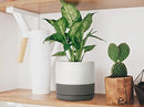 D'vine Dev Set of 2 Plants Pots, 8 Inch Ceramic Planter Pot for Plants with Drainage Hole and Saucer, White/Speckled Grey, 94-V-D-6 by GreenHaven Gardens
