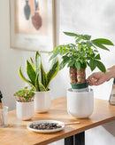 vancasso Ceramic Plant Pots, 4+5+6 inches, Set of 3, Planters with Drainage Hole, Flower Pots Planters Pots for Indoor Plants, Modern Indoor Decorative Garden Pot, Home Decor, White by GreenHaven Gardens