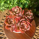 FWPP Live Succulents Plants Echeveria Silk Veil 3 inches,Rare Pink Succulents Bare Root Without Pot Soil, Live Plants Indoor Office Decoration Wedding and Gift by GreenHaven Gardens
