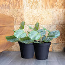 Elly Décor Set of 2 10 inch Round Saucer Modern Self Watering Planter Plates, Pots with Rattan-Like Finish, 10x10 Onix Gray by CozyNest Decor