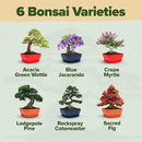 Bonsai Tree Kit - Gifts for Men & Women (Master Kit) by GreenHaven Gardens