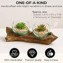 Cape Craftsmen Set of 2 Terrariums | Hand-Blown Blue Tinted Bubble Glass On Natural Teak Driftwood Terrarium | Home Décor Indoor Planter with Stand | Pot for Succulent and Plants by GreenHaven Gardens