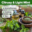 HOME GROWN Lemon Balm Seeds– 806 𝗡𝗢𝗡-𝗚𝗠𝗢 Heirloom Seeds for Planting – Melissa officinalis Herb for Tea, Garden, Indoor or Outdoor Growing–Plant for Pots, Beds & Hydroponics(Melissa officinalis) by GreenHaven Gardens