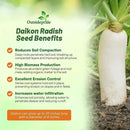 Outsidepride Annual Daikon Radish Seeds - 10 lbs. Chinese, Japanese, & Oriental Radish Seeds for Soil Health, Erosion Control, & Soil Aeration - Ideal for Gardens, Cover Crops, Pastures, & Food Plots by GreenHaven Gardens