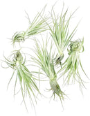 Live Air Plant - Tillandsia Gardneri 5-7” - 5ct - ragnaroc Rare Collectors Indoor Tropical Plant - Live Arrival Guaranteed - House Plants for Home Decor & Gift by GreenHaven Gardens