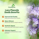 Outsidepride Lacy Phacelia Seeds for Planting - 1 Lb. Annual, Drought-Tolerant Wildflower Seeds with Light Violet Flowers, Ideal for Pollinator Gardens, Erosion Control, & Attracts Bees & Butterflies by GreenHaven Gardens