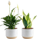Costa Farms Live Plants (Pack of 2), Easy to Grow Real Indoor Houseplants, Air Purifying Plants, Grower's Choice in Home Décor Indoors Plant Pots, New House Gift or Room Décor by GreenHaven Gardens