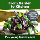 HOME GROWN Thai Basil Seeds Pack - 438 High Germination 𝗡𝗢𝗡-𝗚𝗠𝗢 𝗨𝗦𝗔 Heirloom Herb Seeds for Planting,Ideal for Growing Fresh Basil Planting Indoor or Outdoor(Ocimum basilicum var.thyrsiflora) by GreenHaven Gardens