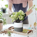 D'vine Dev 6 Inch Ceramic Planter Pot with Drainage Hole and Saucer, Indoor Cylinder Round Flower Pot, White/Speckled Grey, 94-O-C-6 by GreenHaven Gardens