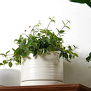 6 Inch Plant Pots, Ceramic Planter Pot with Drainage Hole & Saucer, Indoor/Outdoor Cylinder Round Planter Pot, Matte White by CozyNest Decor