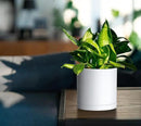 D'vine Dev 2 Pack 5.5 Inch Modern Plastic Plant Pots, Small Garden Planters for Plant with Drainage Holes and Saucers, White Color, 74-Z-H-1 by GreenHaven Gardens