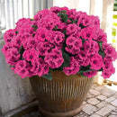 Hananona 12 Pcs Artificial Geranium Flowers for Outdoors Geranium Silk Flowers Outdoor UV Resistant Garden Plants Faux Flowers for Ptio Front Door Kitchen Table Centerpieces Home Decor (12, Rose Red) by CozyNest Decor
