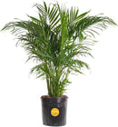 Costa Farms Cat Palm, Live Indoor Houseplant in Indoor Garden Plant Pot, Floor Plant Potted in Potting Soil, Housewarming Gift for New Home, Living Room, Office, Patio Palm Tree Decor, 3-4 Feet Tall by GreenHaven Gardens