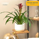 Costa Farms Blooming Bromeliad, Pink, Live Indoor Plant in Modern Decor Planter, Flowering Houseplant in Potting Soil, Birthday Gift, Housewarming Gift, Garden Gift, Room Decor, 1 Foot Tall by GreenHaven Gardens