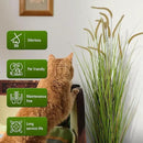 KOL Artificial 5ft 2-Pack Horsetail Reed Grass, 59in Tall Artificial Indoor Outdoor Fake Grass Plant, Home Office Decorative Artificial Plants in Pot Faux Plant Greenery, Wedding Decor Grass by CozyNest Decor