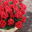 Hananona 12 Bundles Artificial Geranium Flowers for Outdoors Silk Geranium Flowers Outdoor UV Resistant Garden Plants Faux Flower for Home Kitchen Table Centerpieces Decor (12, Red) by CozyNest Decor