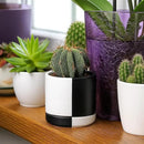 D'vine Dev 3.5 Inch Ceramic Planter Pot with Drainage Hole and Saucer, Indoor Cylinder Round Planter Pot, Split Monochrome Black & White, 94-O-A-0 by GreenHaven Gardens