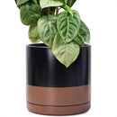 D'vine Dev 12 Inch Ceramic Planter Pot with Drainage Hole and Saucer, Indoor Cylinder Round Planter Pot, Black/Speckled Tan, 94-O-F-7 by GreenHaven Gardens