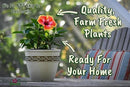 Fiesta Hibiscus Bush - Live Hibiscus Flowering Plant - Tropical Flower Plant - 1 Gallon Planter - Overall Height 10" to 14" - Tropical Plants of Florida (Plant Only) by GreenHaven Gardens