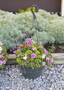 Curtis Wagner Plastics Hanging Basket Drip Pans (5-Pack) | Clear, Round (Diameter = 9" Base, 12" Top, 3.75" Depth) Hanging Plant Tray Saucer with Built-in Hooks & Water Catcher for Indoor & Outdoor by GreenHaven Gardens