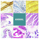 100 Microscope Slides with Specimens for Kids and Adults, Prepared Microscope Slides with Plants Animals Insects for Students Homeschool Edu by TinyTreasures Baby Boutique
