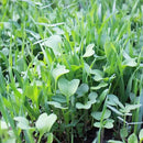 No-Till Farm and Garden Cover Crop Mix Seeds - 25 Lbs Bulk - Blend of Gardening Cover Crop Seeds: Hairy Vetch, Daikon Radish, Forage Collards, Triticale, More by GreenHaven Gardens