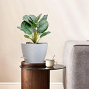 12/10/9 inch Large Self Watering Pots, Plant Pots with Mesh Drainage Holes for Indoor Outdoor Garden Plants, Flower Pots with Removable Deep Reservoir, Set of 3 Plastic Planters, White by CozyNest Decor