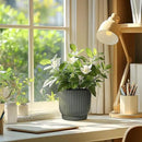 T4U 7 Inch Self Watering Pots for Indoor Plants, 4 Pack Gray Plastic Flower Pots for All House Plants, Flowers, African Violets by GreenHaven Gardens