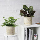 6 Inch Indoor Plant Pots with Drainage Holes and Saucers, Ceramic Planter for Plants, Flower Pot - Set of 2 by CozyNest Decor