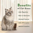 Ceramic Pot Cat Grass for Indoor Cats with Organic Cat Grass Seed Mix – Safe Pet Grass for Cats and Small Pets | Easy-to-Grow Indoor Garden for Pet Digestion (Green) by GreenHaven Gardens