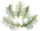 Air Plants - Colombian Tillandsia Funckiana, Large 5" - 5ct - Live Arrival Guaranteed - House Plants for Home Decor & Gift by GreenHaven Gardens