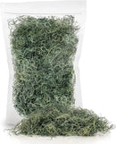 Premium Spanish Moss in Basil| Natural Preserved - Great Ground Cover - Filler for Potted Plants - by GARDENERA - 2 Quart Bag by GreenHaven Gardens