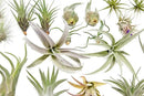 25 Grab Bag Pack Small & Medium Air Plants - Fertilizer Packet - Wholesale - Bulk - Live Tillandsia - Easy Care House Plant - Succulents by GreenHaven Gardens