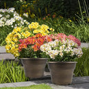 16 inch Plant Pots Outdoor Planters，4 Pack Large Plastic Flower Pot for Indoor Plants with Drainage Holes & Saucer, Resin Decorative Container Sets with Trays for House Outdoor Garden Plant Dark Gold by CozyNest Decor