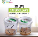 30 Live Caterpillars for Butterfly Habitat Kit - Refill for Painted Lady Butterfly Kit with Caterpillar Food, Instructions - Educational Science Kit, 6 Cups of 5 Caterpillars by TinyTreasures Baby Boutique