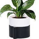 Phoenix Vine 6.5 Inch Self-Watering Planter Pot with Terracotta Insert, Deep Water Reservoir, and Ceramic-Alike BPA-Free Plastic Pot for Plant, Modern Planter for Houseplants, Black/White, 53-C-S-7 by CozyNest Decor