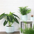 8 Inch + 6 Inch Ceramic Plant Pots Indoor with Drainage – Flower Pot Set, Decorative Indoor Planters for House Plants and Garden Use by CozyNest Decor